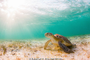 "Turtle In The Sunlight"

Rays of late-day sun illumina... by Susannah H. Snowden-Smith 